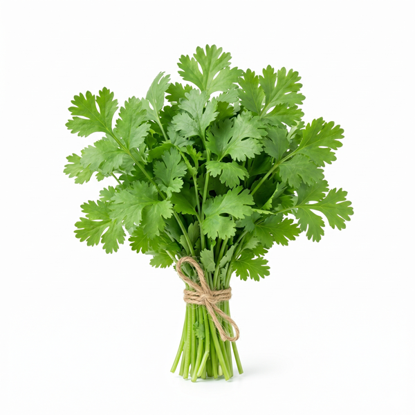 CORIANDER LEAVES