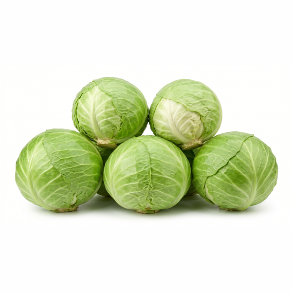 GREEN CABBAGE